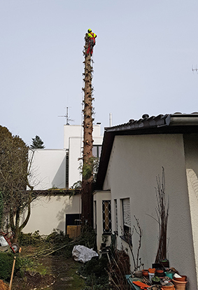 Entasteter Baum